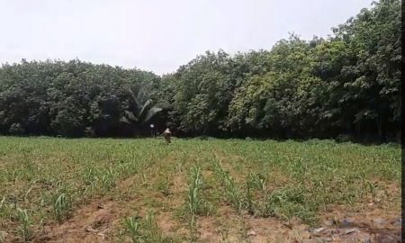 ขายที่ดิน - ขายที่ดินเปล่า 200ไร่ น่าน เวียงสา ตาลชุม